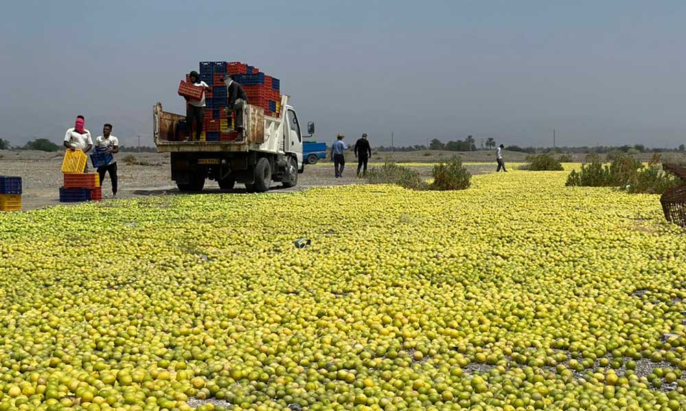 خرید ۳هزار تن لیمو از باغداران هرمزگانی