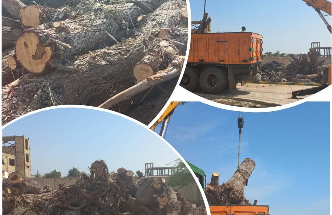 ۲۵ تن چوب درختان جنگلی در شهرستان خمیر توقیف شد