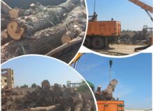 ۲۵ تن چوب درختان جنگلی در شهرستان خمیر توقیف شد