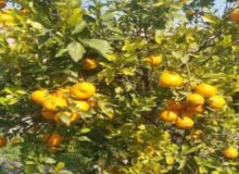 درخواست از استاندارهرمزگان برای حمایت از نارنگی کاران سیاهو