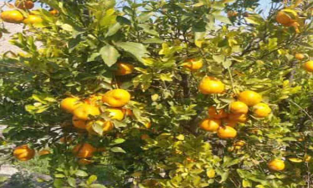 درخواست از استاندارهرمزگان برای حمایت از نارنگی کاران سیاهو