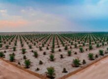 نخلستان مجول؛ گامی در مسیر توسعه پایدار بشاگرد