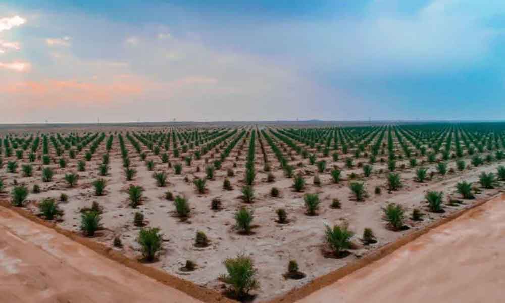 نخلستان مجول؛ گامی در مسیر توسعه پایدار بشاگرد