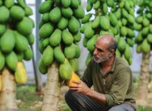 رودان؛ کانون نوآوری  در کشاورزی گرمسیری