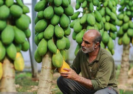 رودان؛ کانون نوآوری  در کشاورزی گرمسیری