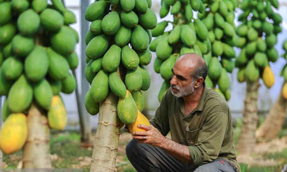 رودان؛ کانون نوآوری  در کشاورزی گرمسیری