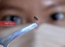 ۴۶ مبتلا به تب دنگی در هرمزگان هشدار برای جنوب کشور