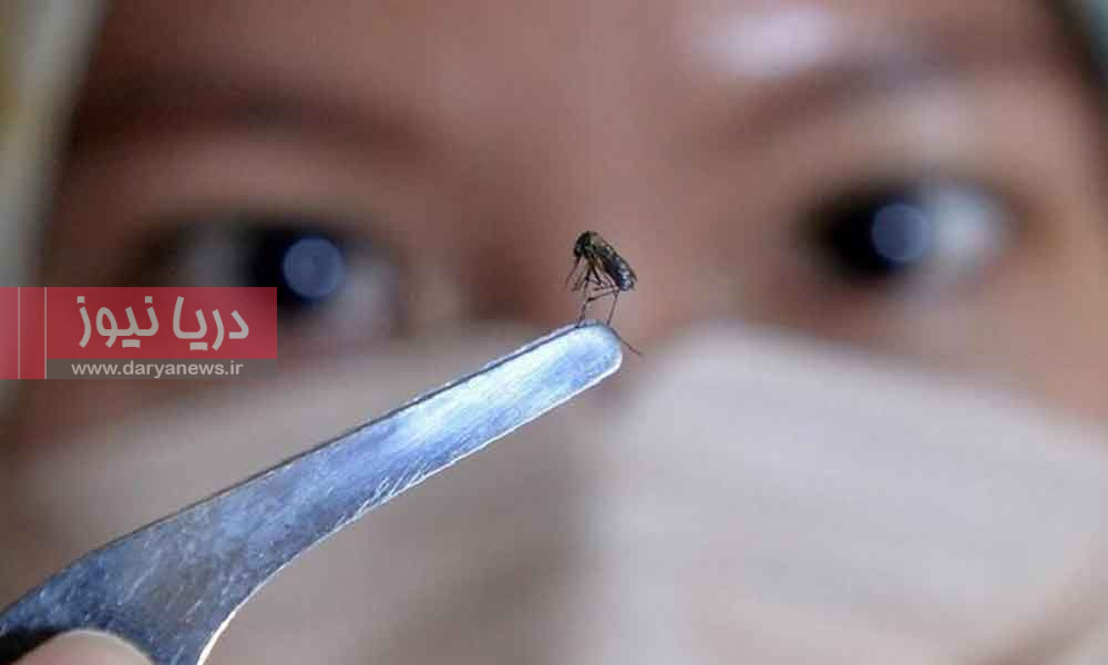 ۴۶ مبتلا به تب دنگی در هرمزگان هشدار برای جنوب کشور