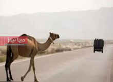اجراي عمليات ضربتي براي جمع آوري شترهاي سرگردان و بلاصاحب در جاسک