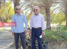 وقتي گرازها جاي کشاورزان محصول برداشت مي‌کنند!