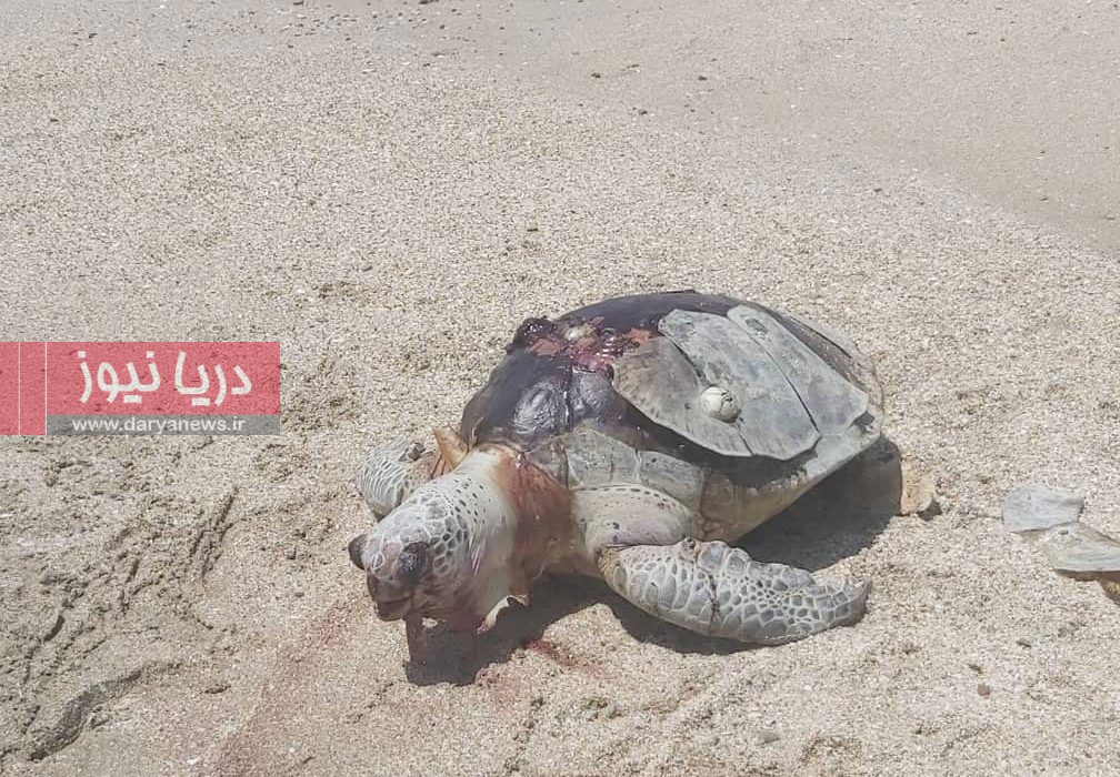 دریـا زیـر تیـغ بی‌قـانـونـی