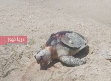 دریـا زیـر تیـغ بی‌قـانـونـی