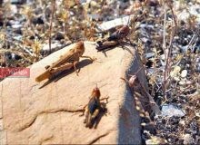 هرمزگان در آماده‌باش؛ چشم‌ها به مسیر حرکت ملخ‌های صحرایی