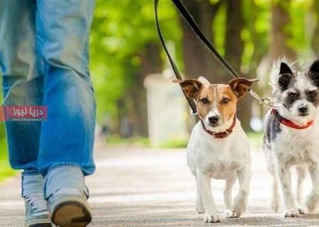 سـگ‌گـردانی در سایه ممنوعیت