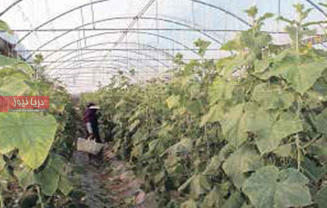 گلخانه‌های هرمزگان؛ فرصت‌ها و چالش‌های کشاورزی مدرن