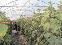 گلخانه‌های هرمزگان؛ فرصت‌ها و چالش‌های کشاورزی مدرن