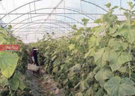 گلخانه‌های هرمزگان؛ فرصت‌ها و چالش‌های کشاورزی مدرن